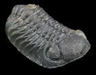 Large, Morocops Trilobite - Almost No Rock #52422-3